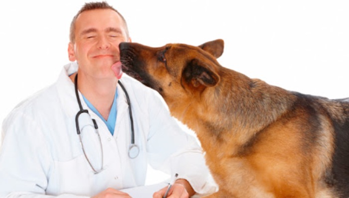 Обязанности ветеринара